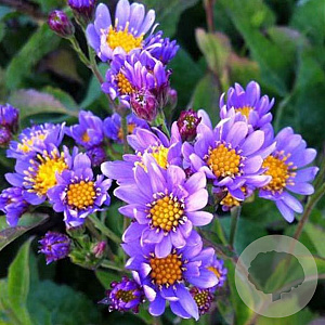 Aster tataricus 'Jindai' GM P9