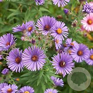 Aster tataricus 'Jindai' GM P9