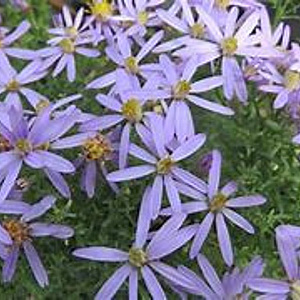 Aster thomsonii 'Nanus' GM P9