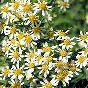 Aster umbellatus GM P9