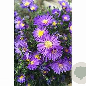 Aster 'Wood's Blue' GM P9