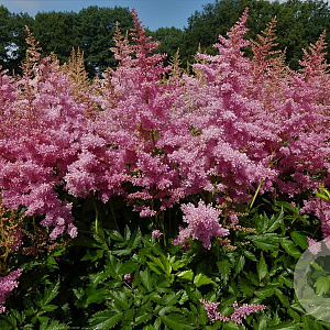 Astilbe (A) 'Anita Pfeifer' GM P9