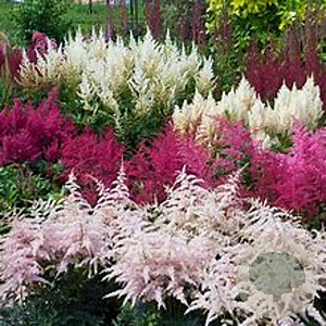 Astilbe arendsii GM P9