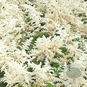 Astilbe (A) 'Brautschleier' GM P9
