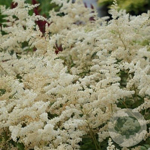 Astilbe (A) 'Brautschleier' GM P9