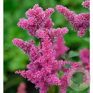 Astilbe (J) 'Bremen' GM P9