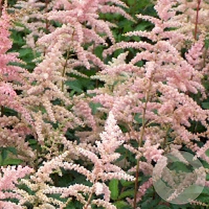 Astilbe (A) 'Bressingham Beauty' GM P9