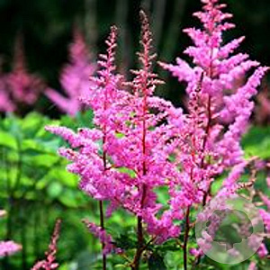 Astilbe (A) 'Bressingham Beauty' GM P9