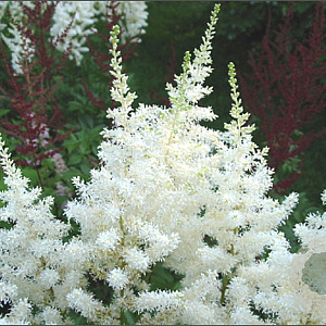 Astilbe (A) 'Diamant' GM P9