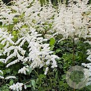 Astilbe (J) 'Ellie' GM P9