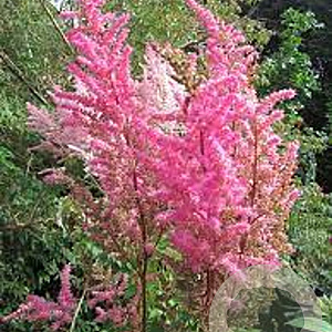Astilbe (A) 'Etna' GM P9