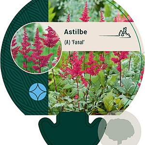 Astilbe (A) 'Fanal' GM P9