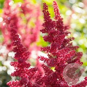 Astilbe (A) 'Fanal' GM P9