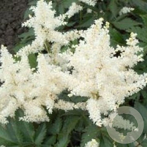 Astilbe (J) 'Gladstone' GM P9