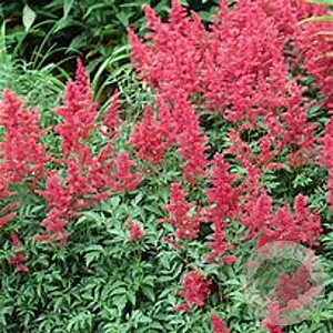 Astilbe (A) 'Glut' GM P9