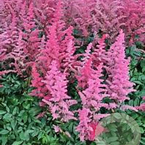 Astilbe (A) 'Granat' GM P9