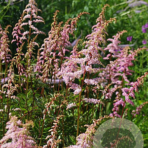 Astilbe (A) 'Grete Püngel' GM P9