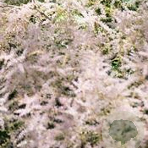 Astilbe (S) 'Hennie Graafland' GM P9