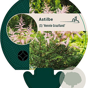Astilbe (S) 'Hennie Graafland' GM P9