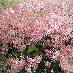 Astilbe (S) 'Inshriach Pink' GM P9