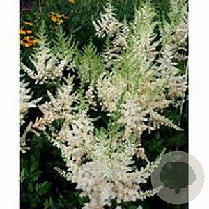 Astilbe (A) 'Irrlicht' GM P9