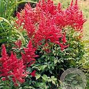 Astilbe (J) 'Koblenz' GM P9