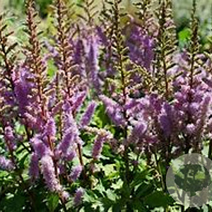 Astilbe (C) 'Liliput' GM P9