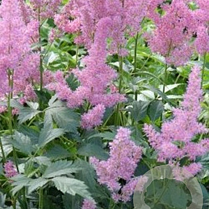 Astilbe (J) 'Mainz' GM P9