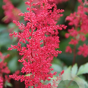 Astilbe (J) 'Montgomery' GM P9