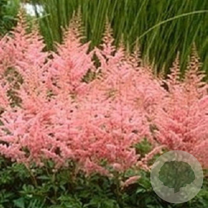 Astilbe (J) 'Peach Blossom' GM P9