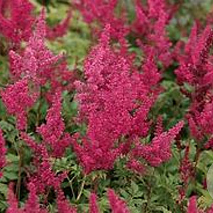 Astilbe (J) 'Red Sentinel' GM P9