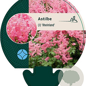 Astilbe (J) 'Rheinland' GM P9