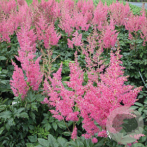 Astilbe (J) 'Rheinland' GM P9