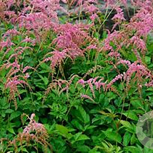 Astilbe (T) 'Straussenfeder' GM P9