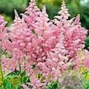 Astilbe (A) 'Venus' GM P9