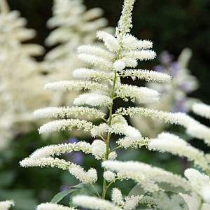 Astilbe (J) 'Washington' GM P9