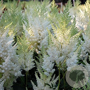 Astilbe (A) 'Weisse Gloria' GM P9
