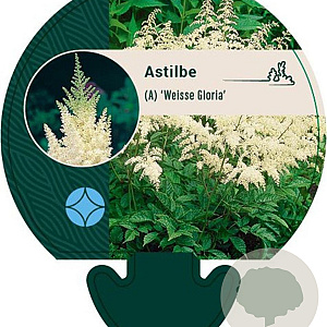Astilbe (A) 'Weisse Gloria' GM P9