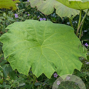 Astilboides tabularis GM P9