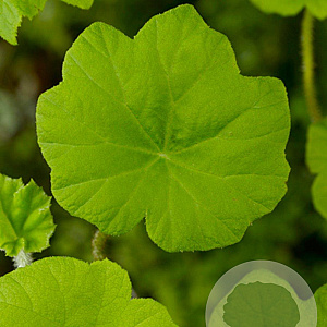 Astilboides tabularis GM P9