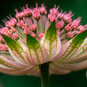 Astrantia 'Buckland' GM P9