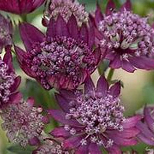 Astrantia carniolica 'Rubra' GM P9