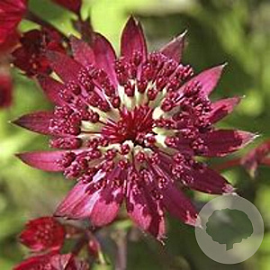 Astrantia 'Dark Shiny Eyes' GM P9