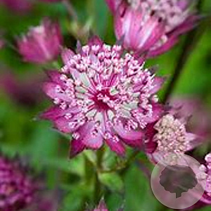 Astrantia 'Hadspen Blood' GM P9