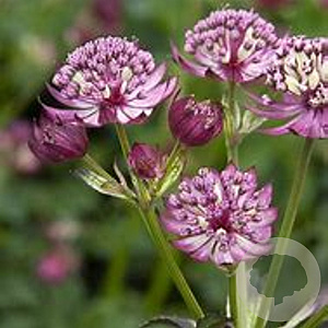Astrantia maj. 'Abbey Road' GM P9
