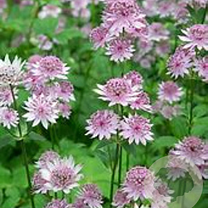 Astrantia maj. 'Canneman' GM P9