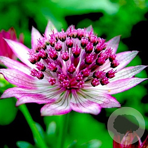Astrantia maj. 'Primadonna' GM P9