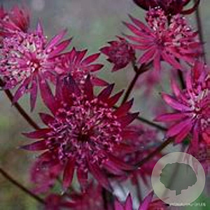 Astrantia maj. 'Ruby Star' GM P9