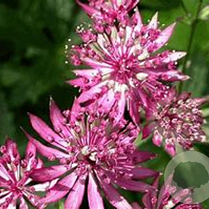 Astrantia maj. 'Ruby Wedding' GM P9