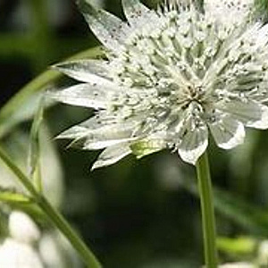 Astrantia maj. 'Snow Star' GM P9